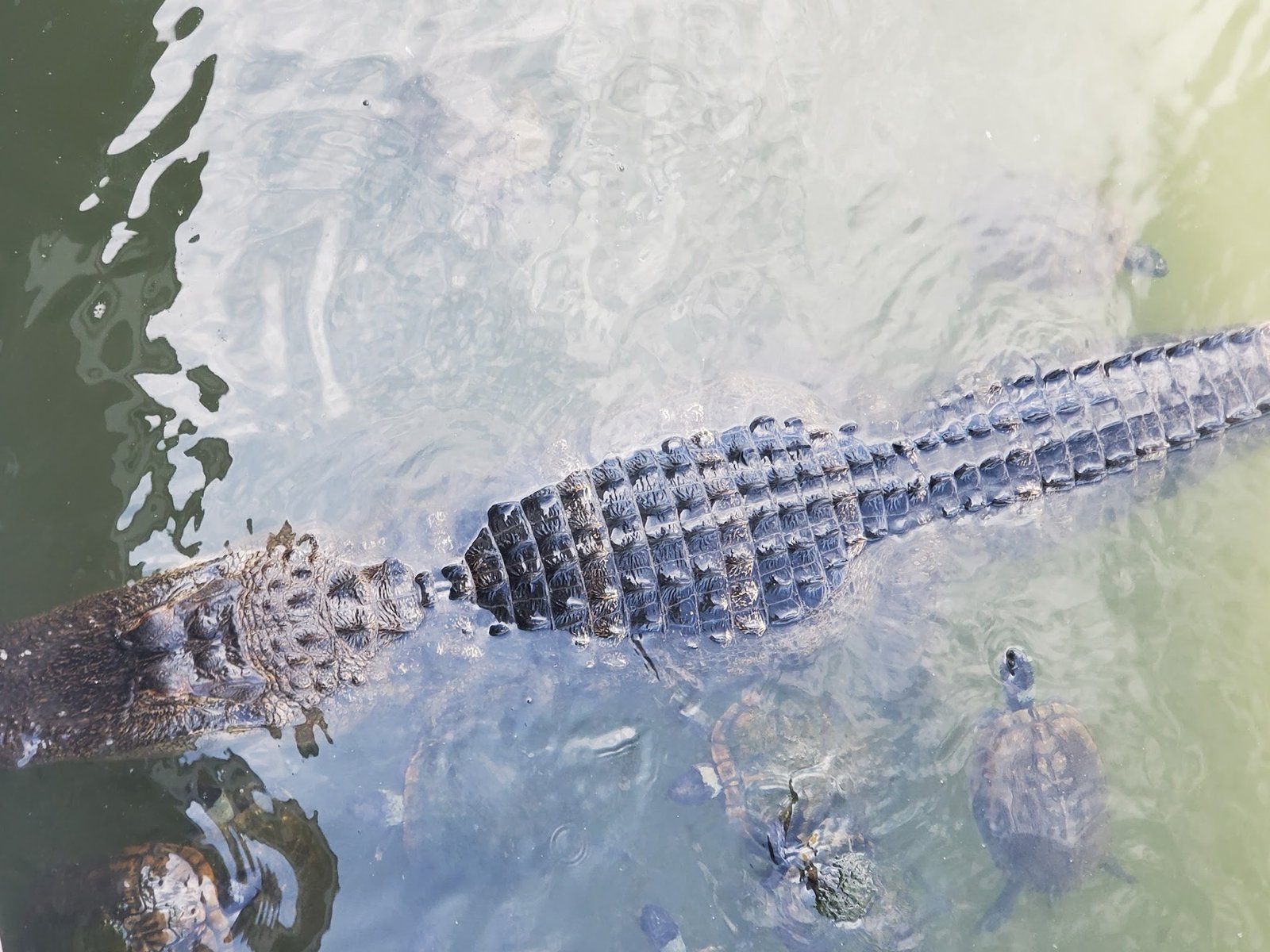 An alligator and turtles in the lake below the deck